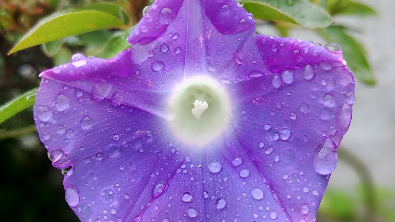 牽牛花怎麼移盆
