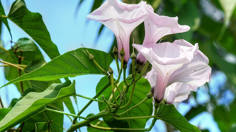 牽牛花種子怎麼種