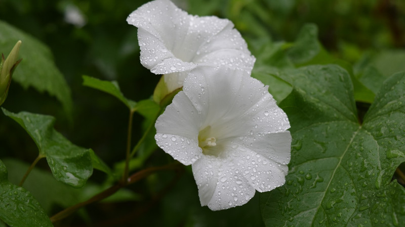 室外怎麼養牽牛花