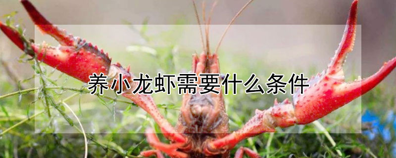 養小龍蝦需要什麼條件