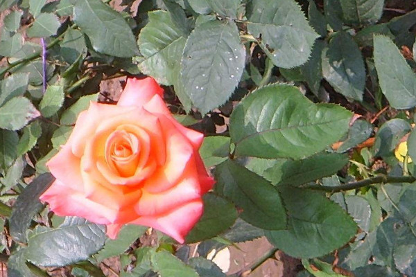 月季花秋天可以扡插嗎