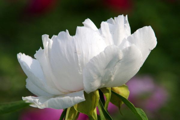 牡丹花春天移栽後能開花嗎