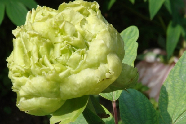 牡丹花春天移栽後能開花嗎