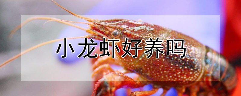 小龍蝦好養嗎