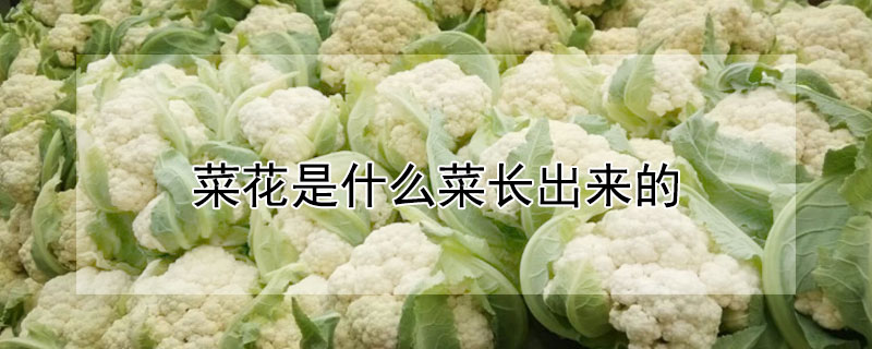 菜花是什麼菜長出來的
