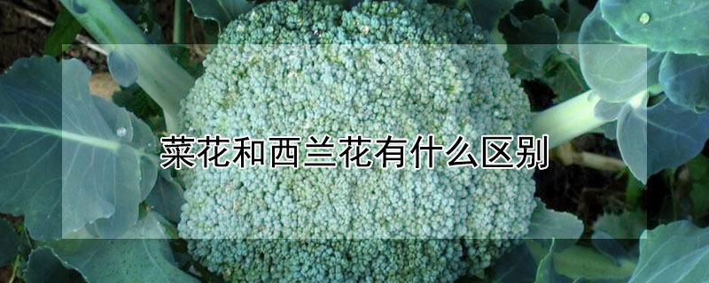 菜花和西蘭花有什麼區別