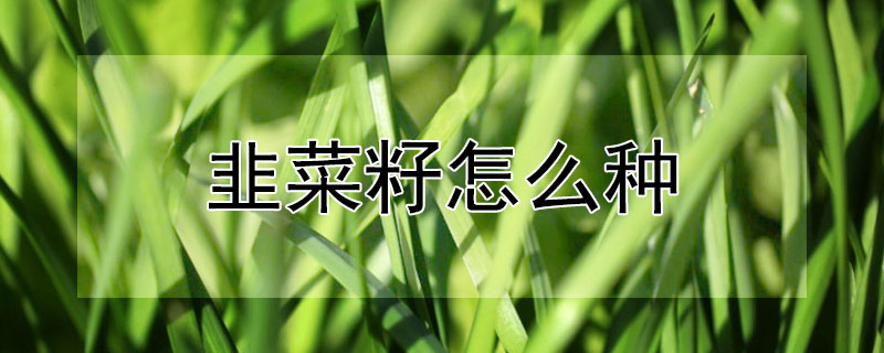 韭菜籽怎麼種