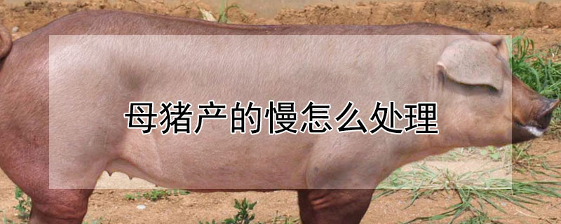 母豬產的慢怎麼處理