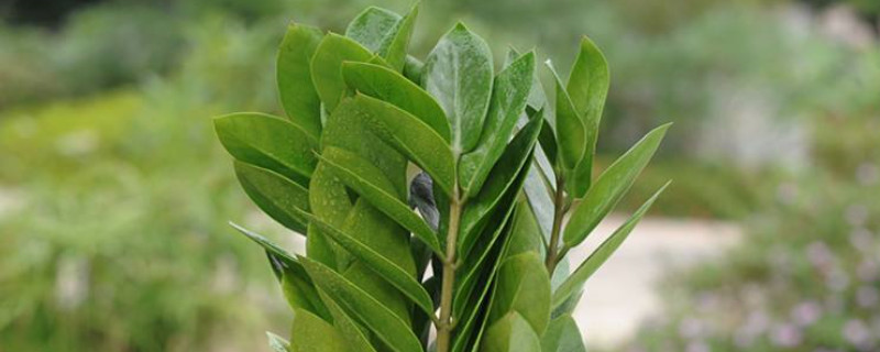 哪些植物適合冬季扡插