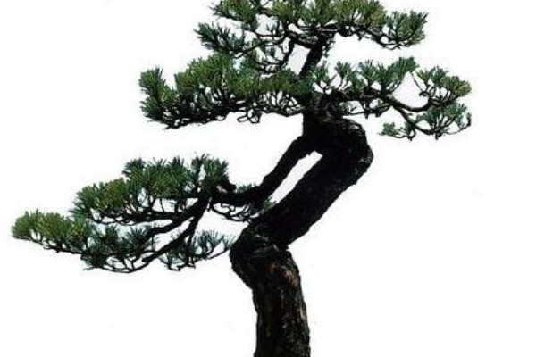 山鬆斷根技巧