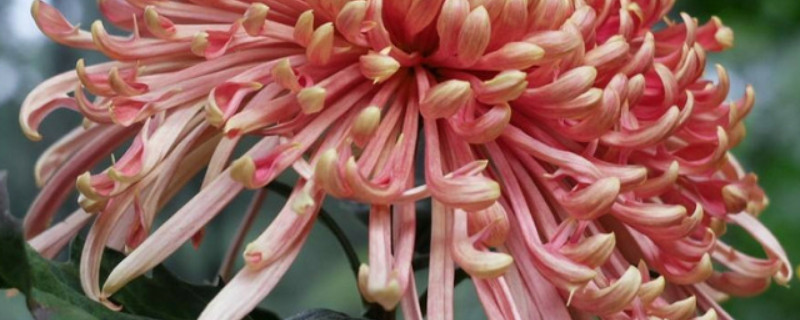 菊花如何種植