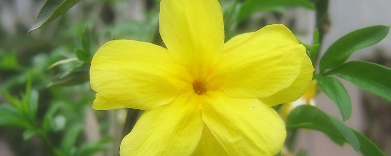 迎春花根怎麼生根