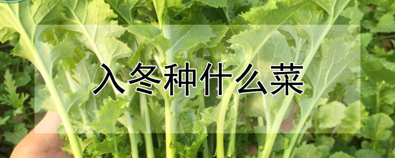 入冬種什麼菜