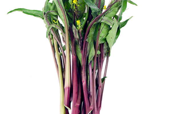 菜苔怎麼摘