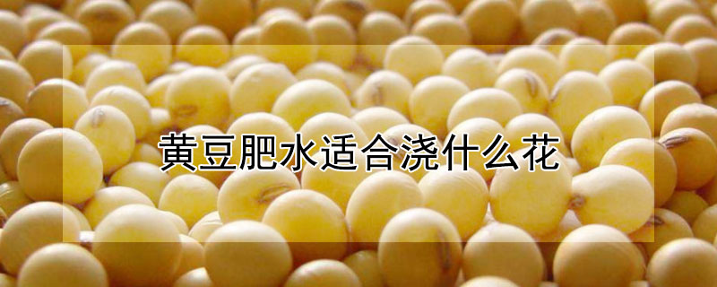 黃豆肥水適合澆什麼花