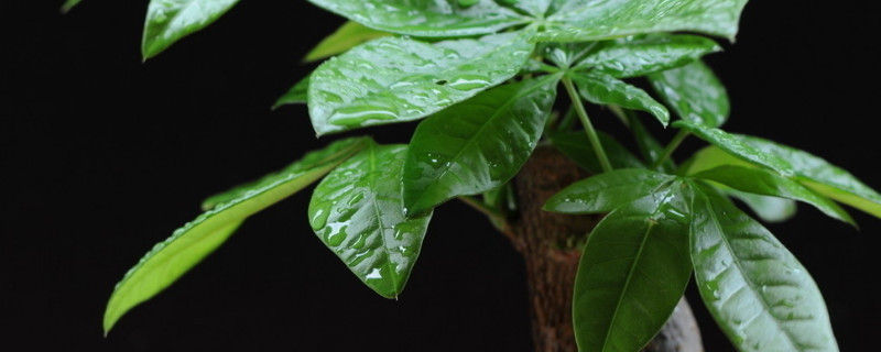 發財樹上有粘液是怎麼回事