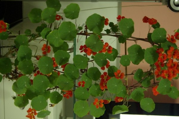 旱荷花葉子發黃怎麼辦