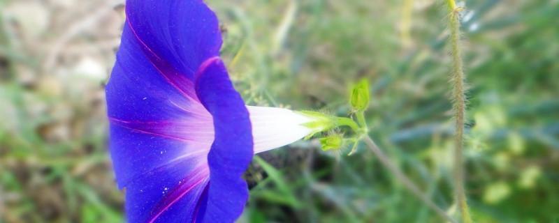 牽牛花種子可以放水裏種嗎