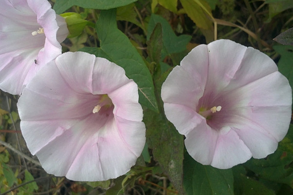 牽牛花種子可以放水裏種嗎