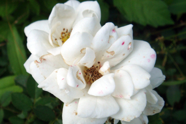 月季花結果怎麼處理