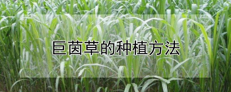 巨茵草的種植方法