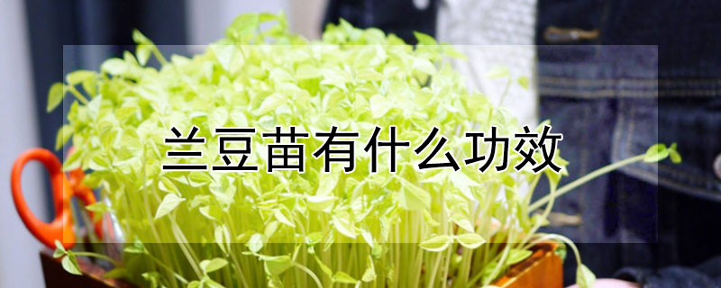 蘭豆苗有什麼功效