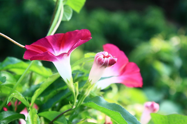 牽牛花如何快速生長