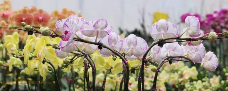 蝴蝶蘭開花後能重種嗎