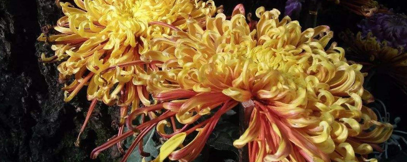 菊花的葉子幹枯怎麼辦