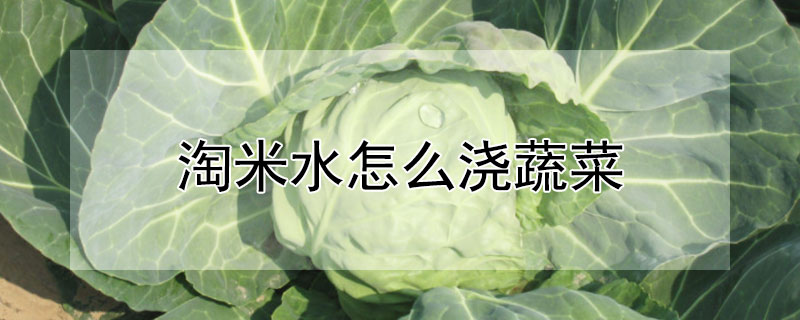 淘米水怎麼澆蔬菜