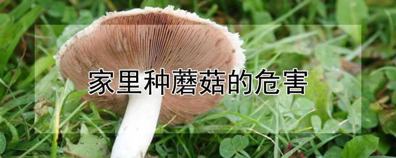 家裏種蘑菇的危害