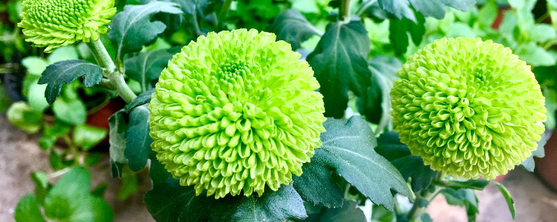 球菊的養殖方法和注意事項
