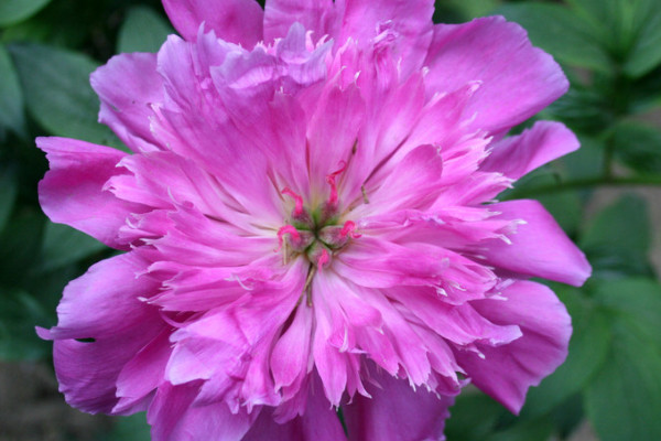 芍藥花開花後怎麼處理