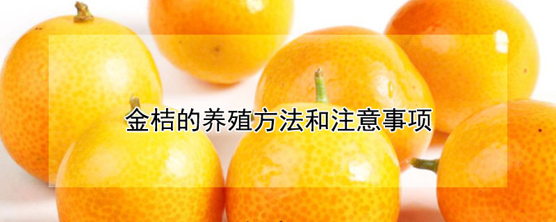 金桔的養殖方法和注意事項