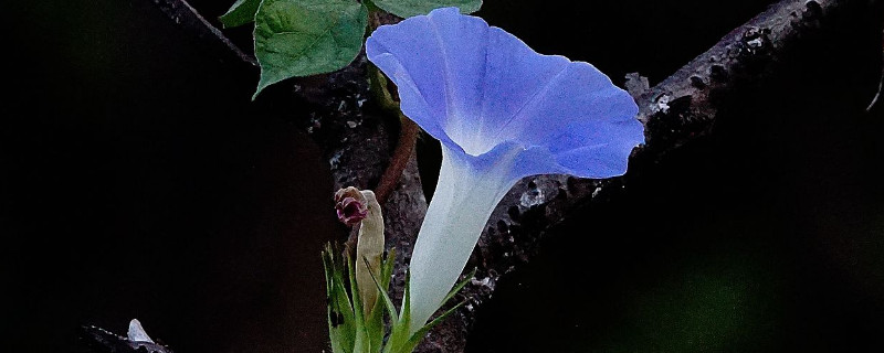 牽牛花移栽多久可以活