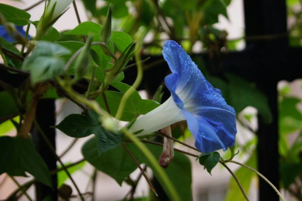 牽牛花移栽多久可以活