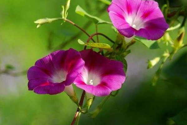 牽牛花移栽多久可以活