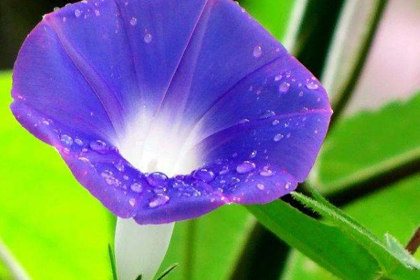 牽牛花怎麼傳播花粉