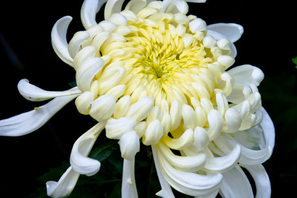 菊花澆水過多怎麼辦