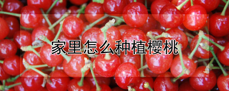 家裏怎麼種植櫻桃