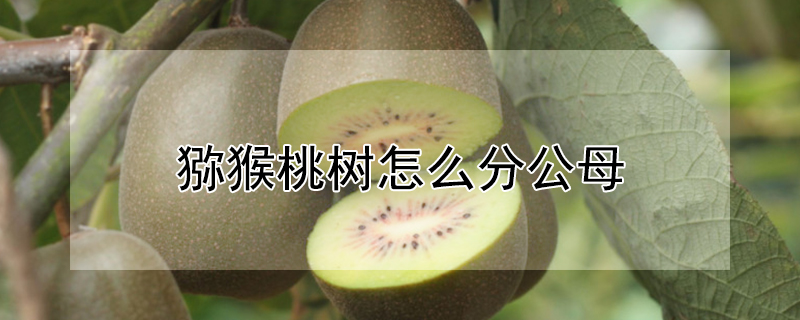 獼猴桃樹怎麼分公母