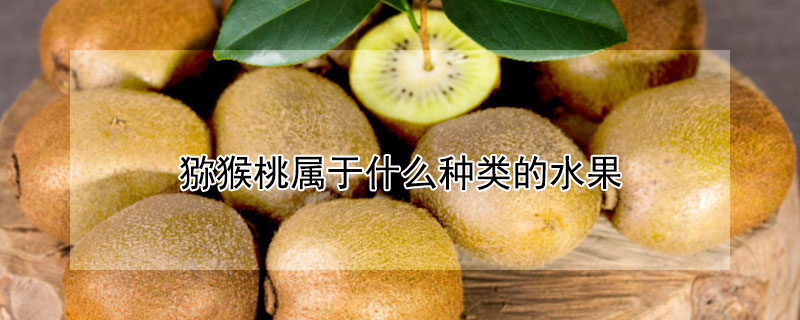 獼猴桃屬於什麼種類的水果