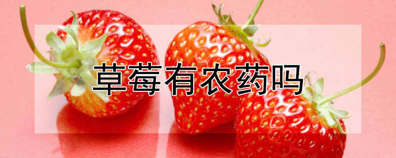 草莓有農藥嗎