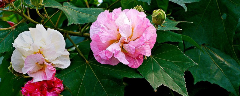 怎麼養殖芙蓉花才不會黃葉子