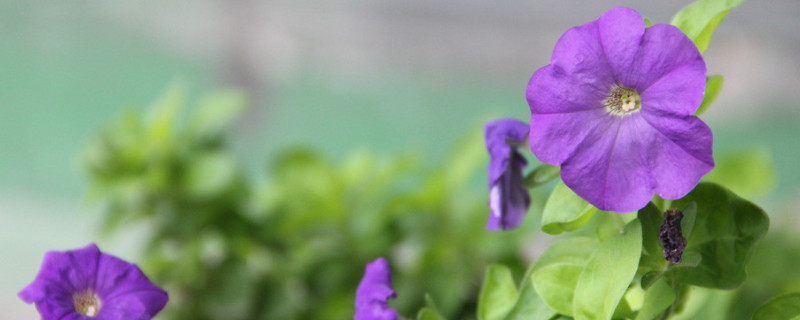 牽牛花種子能播在院子裏嗎