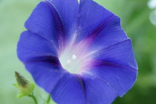 牽牛花種子能播在院子裏嗎