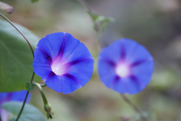 牽牛花喜歡生長在什麼地方