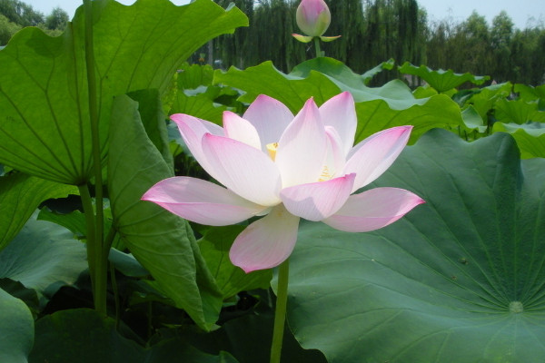 荷花春天是什麼樣子的