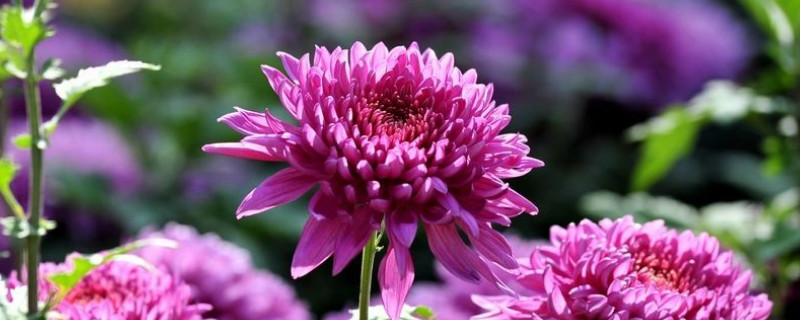 水養菊花葉子發黃幹枯