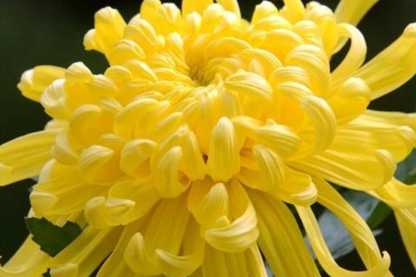 水養菊花葉子發黃幹枯
